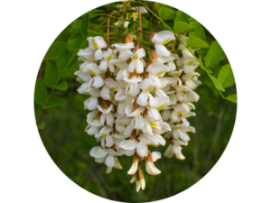 Acacia